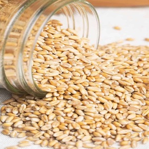 Semillas de Trigo Duro Secas Premium con Excelente Calidad de Grano para la Elaboración de Pasta y Fabricación de Alimentos para Cultivo Estacional - Product Image 3