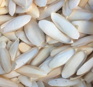 Cuttlebone is Oceanic Calcium Boost Enriquecimiento mineral costero - Product Image 1