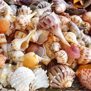 [FOURNISSEUR PRINCIPAL] Cabochon plat en coquille de Paua naturelle |   Coquille d'ormeau irisée polie, écologique et faite à la main pour la création de bagues DIY - Product Image 3