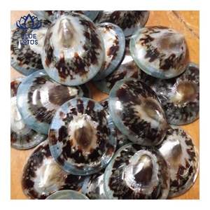 Concha de Limpet de Primera Calidad, Adecuada para Protección de la Piel y Uso Personal, Superficie Pulida Suave para un Contacto Delicado - Product Image 1