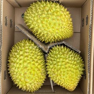 Durian Fresco al por Mayor |   Durian de primera calidad de Vietnam - Product Image 2