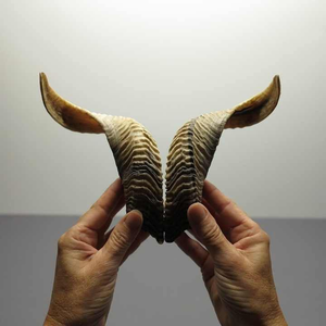 Shofar en corne de bœuf, matériau naturel, fait main, écologique, poli, design moderne, objet de collection, décoration de luxe pour la maison - Product Image 4