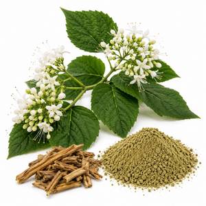 Fabricant de confiance d'extraits végétaux : Poudre d'extrait de Bharangi, ingrédient botanique de haute pureté pour les produits nutraceutiques et le bien-être - Product Image 6