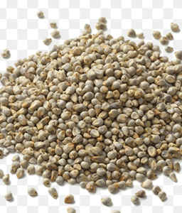 Animal Feed Green Millet <b>Seeds</b> Dried Grain for Cattle Fish Horse Sheep Food High Protein Available for Export in Bag <b>Packaging</b> - Product Image 3