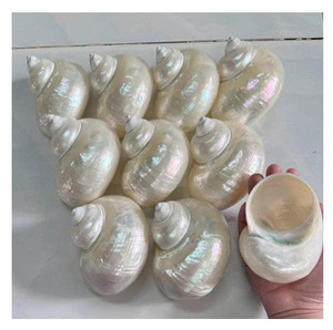 เปลือกหอยมาร์มาทาตัสธรรมชาติขัดเงาสีเขียว ของตกแต่งบ้าน งานฝีมือ ธีมธรรมชาติ ทำด้วยมือ ทนทาน ของชำร่วยงานแต่งงาน ของที่ระลึกธุรกิจ - Product Image 1