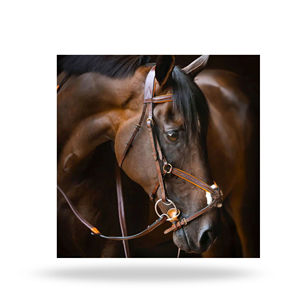 บังเหียนสำหรับกระโดดข้ามสิ่งกีดขวางแบบอังกฤษ ขนาดมาตรฐาน รุ่น FIGURE 8 สำหรับการแสดงโชว์กระโดดข้ามสิ่งกีดขวาง - Product Image 4