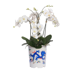 Modern Round DRAGON and PHOENIX <b>Plastic</b> Planter Eco-Friendly Printed <b>Pot</b> for Home, <b>Hanging</b> or Floor Use - Product Image 6