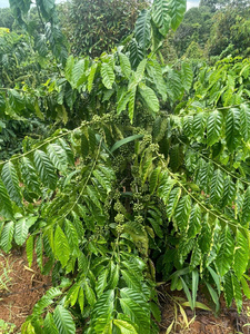 Café Robusta en Grains BLUE LOTUS FARM du Vietnam (Dak Lak) - Torréfaction Moyenne, Goût Sucré, Écologique, Idéal pour l'Espresso - Product Image 5