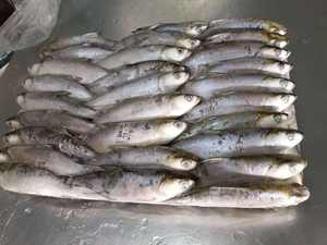 Nuevo Pescado Entero Congelado BQF (Chanos Chanos) para Cebo, Certificado HACCP, Grado A, Mariscos Chinos - Product Image 5