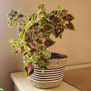 ตะกร้าตกแต่งสไตล์เรียบง่ายทำจากผ้าฝ้ายและหญ้าทะเล ตะกร้าเก็บของทำมือ ขายส่ง เป็นมิตรกับสิ่งแวดล้อม ผลิตในเวียดนาม - Product Image 6