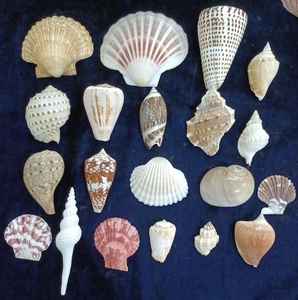 Conchas Marinas Naturales Blancas Surtidas, Conchas de Mar y Vieiras para Manualidades, Decoración de Bodas en la Playa, Relleno de Jarrones para Acuarios, Venta al por Mayor - Product Image 3