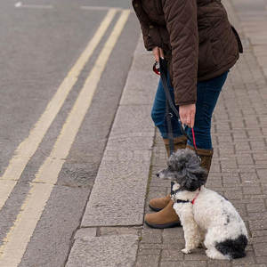 Correa de moda para mascotas con cincha resistente, correa de mano cómoda y gancho metálico seguro para mascotas activas - Product Image 6
