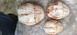 แตรทิเบตโบราณแบบคังลิง ทำจากกระดูกต้นขา สำหรับพิธีกรรมพุทธแบบตันตระ  เครื่องดนตรีเป่าเสียงสำหรับบูชาเทพเจ้า  แบบใหม่ - Product Image 6