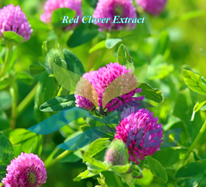 Suministro Directo de Fábrica HGO de Extracto Puro y Natural de Trébol Rojo, Grado Alimenticio, Especificación 98% Biochanina A, Extracto Estandarizado - Product Image 3