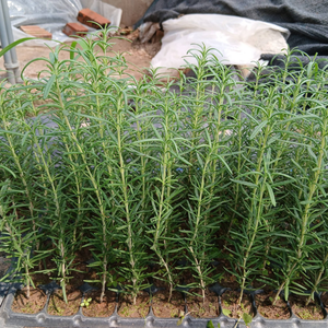 Auténticas Hojas de Romero Secas de Vietnam para Sazonar Filetes y Crear Especias Aromáticas, Suministradas por 99 Gold Data - Product Image 2