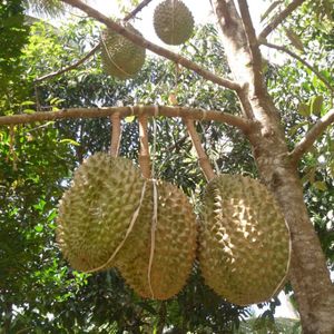 Durian Congelé Premium Monthong Ri6 Pulpe Dorée IQF en Morceaux Exportation en Gros du Vietnam - Mme Tarina - Product Image 5