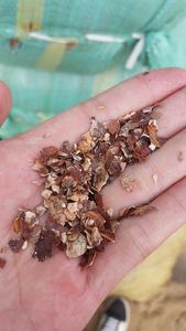 2024เปลือกเม็ดมะม่วงหิมพานต์จากเวียดนามคุณภาพพรีเมี่ยมสำหรับการผลิตน้ำมันแห้งมาตรฐานสูงในราคาไม่แพง - Product Image 2