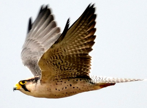 Premium Lanner-Falken für Großhandelslieferungen und professionelle Falknerei-Zuchtprogramme für den globalen Vogelhandel und lizenzierte Käufer - Product Image 4