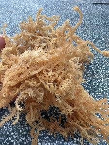 Musgo Marino Seco Natural MÁS VENDIDO |   Suministro de materia prima de musgo marino sostenible de Binh Thuan, Vietnam, con una vida útil de 24 meses - Product Image 5