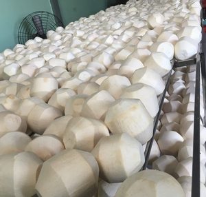 Coco en forma de diamante joven dulce agua de coco Coco Vietnam con buena calidad y precio barato - Product Image 5