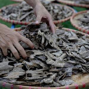 Copeaux de bois d'Oud rare et royal |   Bois d'agar naturel vietnamien avec un arôme sucré et fumé |   Brûlant de 10 à 12 heures - Product Image 6