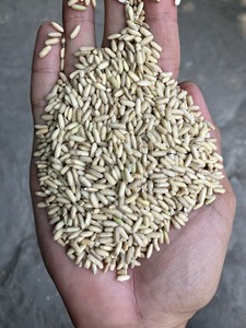Arroz Glutinoso Vietnamita de Nueva Cosecha, Exportador Mayorista, Ofrece Arroz Glutinoso Premium de Excelente Calidad Culinaria, Variedad Aromática - Product Image 5