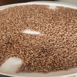 High Grade Durum <b>Wheat</b> <b>Seeds</b> With Premium Grain Characteristics For Milling Pasta Production And Professional Food Processing - Product Image 2