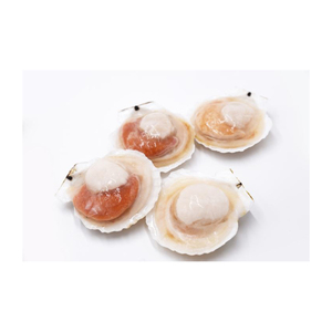 Coquilles de palourdes congelées pour les distributeurs et les commerçants de fruits de mer - Product Image 1