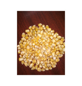 ข้าวโพดปลอดจีเอ็มโอคุณภาพพรีเมียม เกรดอาหาร พร้อมส่ง ขายส่งจำนวนมาก สินค้าขายดี ส่งออก - Product Image 6