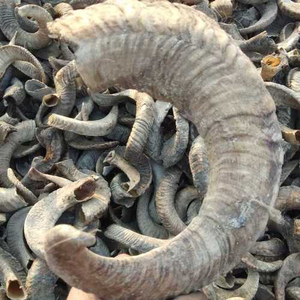 Cuernos de Shofar de Oveja 2026 de Gran Venta, Acabado Natural, Cuerno de Carnero Pulido de Alta Calidad, Shofar Religioso a Precios Económicos FAIZA CRAFT - Product Image 1