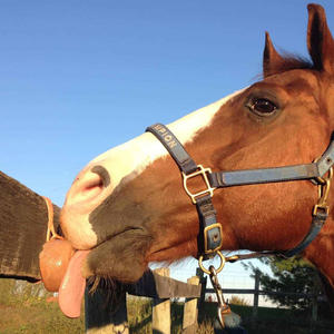 Bloques de Sal Rosa del Himalaya, Bloques de Sal Natural para Ganado, Caballos y Animales, Diseño Moderno para Sala de Estar y Comedor - Product Image 5