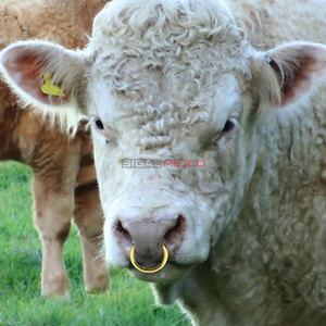 Anillo Nasal Veterinario para Ganado, de Acero Inoxidable Sólido Pulido, de 3 Pulgadas, Articulado, Autoperforante, con Punto de Fijación y Tornillo de Fijación, Semipermanente - Product Image 5