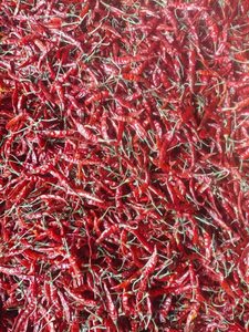 Suministro Mayorista Directo: Pimiento Rojo Picante Natural Seco de Nueva Cosecha de Vietnam Ninh Thuan, Especias Individuales de Buena Calidad - Product Image 3