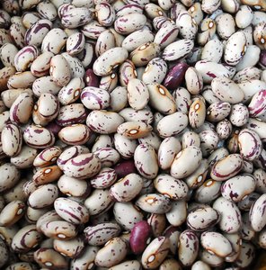 Fournisseur de haricots rouges brillants / haricots rouges mouchetés / haricots rouges pour la vente en gros et l'approvisionnement en vrac au meilleur prix du marché - Product Image 3