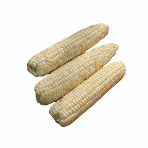 Maïs Blanc Abordable pour la Vente au Détail, les Achats en Gros et la Production Alimentaire - Product Image 3