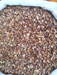 Cáscara de Chana Negra 100% Natural Secada al Sol de Uttar Pradesh, de Alta Demanda, para la Industria de Alimentación y Nutrición de Ganado, Disponible para Venta al Por Mayor - Product Image 4