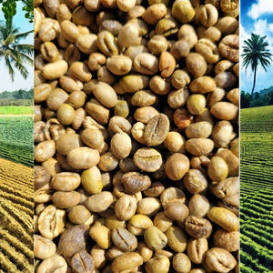 GRANOS DE CAFÉ VERDE, Granos de Café Verde Robusta y Arábica Vietnamita, Grado Limpio S14 S16 S18, Grado 1, Mejor Precio, Venta al por Mayor, Bolsa de 60 kg - Product Image 1