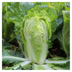 Wholesale farmhouse whole <b>fresh</b> <b>vegetable</b> celery cabbage - Product Image 3