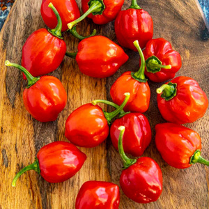 Piments doux jaunes et rouges biologiques en gros - Capsicum Habanero de haute qualité au goût sucré - Product Image 6