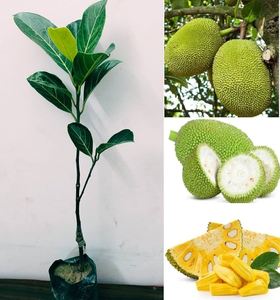 ขนุนแช่แข็ง iqf ผลไม้เขตร้อนระดับพรีเมียม - Product Image 1