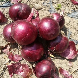 新物赤玉ねぎ・黄玉ねぎ　新鮮野菜　玉ねぎ卸売　新鮮玉ねぎ　高品質　中国産新鮮赤玉ねぎ価格 - Product Image 2