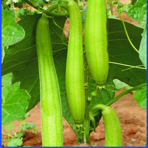 Graines hybrides de courge éponge verte naturelle de qualité supérieure pour une récolte précoce et une production maximale, favorisant une croissance robuste des plantes 100% garantie - Product Image 6