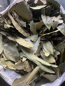 Feuilles de Cassia séchées au soleil de haute qualité, certifiées ISO HACCP, qualité export, 100 % naturelles, durée de conservation de 24 mois, pour bain de pieds aux herbes - Product Image 4