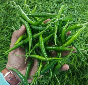 Chiles Verdes Frescos, Sabor Natural, Picantes, Esenciales para la Cocina, Calidad Fresca de Granja, Sabor Premium, Caja de Cartón de 4.5 kg, Grace - Product Image 4