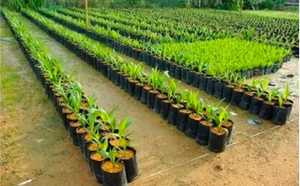 Bloc de fibre de coco biodégradable écologique léger de 5 kg, haute rétention d'eau pour la culture des plantes en pot et le mélange de rempotage - Product Image 3