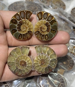 Pierre précieuse naturelle en vrac, forme mixte, cabochon, en ammonite fossile, pour la fabrication de bijoux, spirale marron unique, pierre polie - Product Image 2