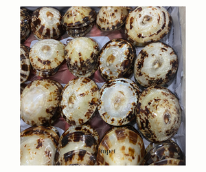 เปลือก Cellana Limpet ขัดเงาหลากหลายขนาด - Product Image 2