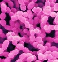 Meilleurs probiotiques en poudre Streptococcus Salivarius, inoculants microbien, 100 milliards UFC/gramme, qualité alimentaire, provenant du Maharashtra