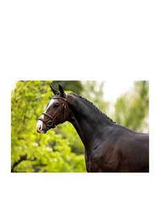 Bridon anglais léger de qualité supérieure pour cheval, rembourré et doux, avec frontale ornée de cristaux – Vente en gros, Fabricant et Fournisseur - Product Image 6