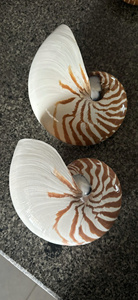 Concha de Nautilus Natural en Forma de Cámara, Proveedor de Vietnam, Conchas Marinas al por Mayor para Decoración, Exhibición y Manualidades - Product Image 2